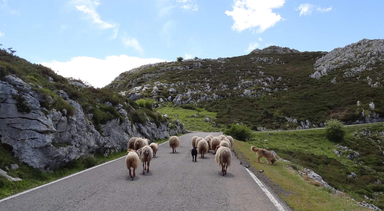 Sheep on the road to Covadonga